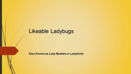 Likeable Ladybugs Also Known as Lady Beetles or Ladybirds.