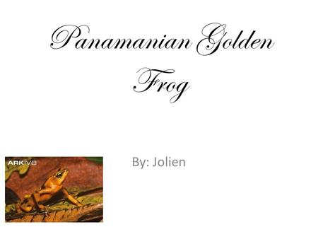 Panamanian Golden Frog By: Jolien. mountainous rainforest Streams Habitat.