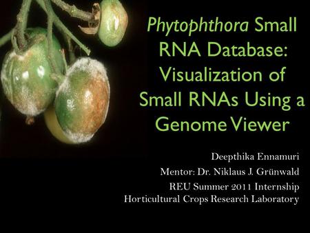 Phytophthora Small RNA Database: Visualization of Small RNAs Using a Genome Viewer Deepthika Ennamuri Mentor: Dr. Niklaus J. Grünwald REU Summer 2011 Internship.