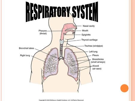 External respiration-it moves oxygen from lungs to blood, then Carbon dioxide moves from the blood into our lungs Internal respiration-oxygen moves from.