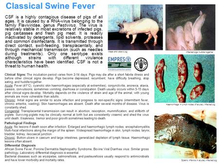 Weak and ataxic pig Haemorrhage in lymph nodes of acutely infected pig Splenic infarcts in acutely infected pig Infected pigs huddle together CSF is a.