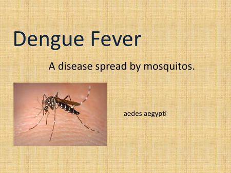 Dengue Fever A disease spread by mosquitos. aedes aegypti.