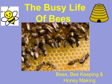 The Busy Life Of Bees Bees, Bee Keeping & Honey Making.