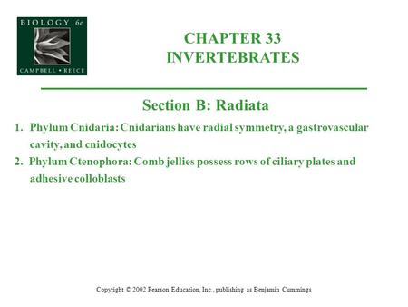 CHAPTER 33 INVERTEBRATES Copyright © 2002 Pearson Education, Inc., publishing as Benjamin Cummings Section B: Radiata 1.Phylum Cnidaria: Cnidarians have.