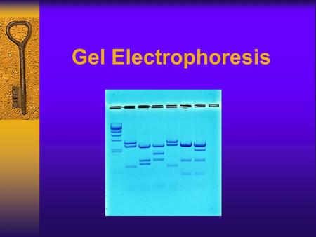 Gel Electrophoresis Gel Electrophoresis.
