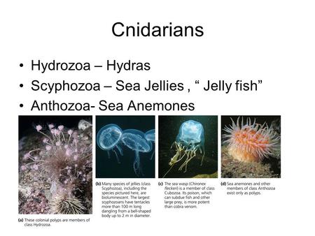Cnidarians Hydrozoa – Hydras Scyphozoa – Sea Jellies , “ Jelly fish”