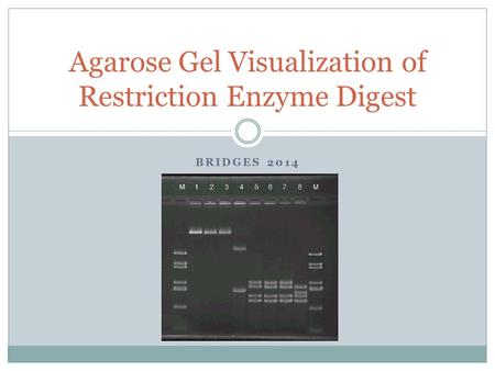 BRIDGES 2014 Agarose Gel Visualization of Restriction Enzyme Digest.