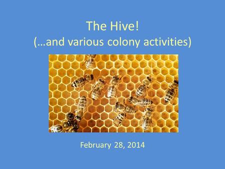 The Hive! (…and various colony activities) February 28, 2014.