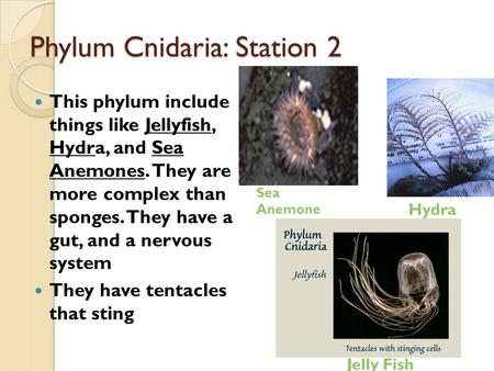 Phylum Cnidaria: Station 2