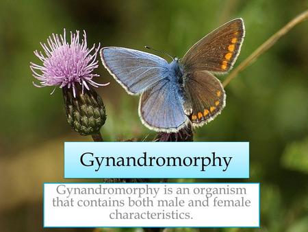 Gynandromorphy Gynandromorphy is an organism that contains both male and female characteristics.