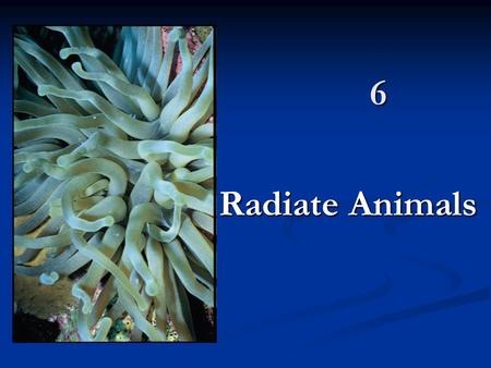 6 Radiate Animals.