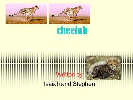Cheetah Written by Isaiah and Stephen. protect Cheetahs Cheetah cubs slap, bite, chase and jump. a cheetah fights to protect itself. A cheetah hits with.