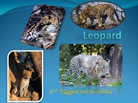 2 nd biggest cat in Africa. Table of contents Description Size Diet Enemies Facts.