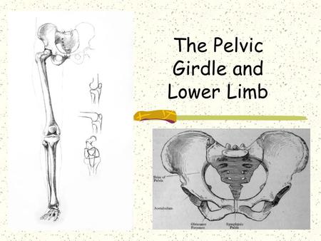 The Pelvic Girdle and Lower Limb. Pelvic (hip) Girdle 2 coxal (hip) bones Ilium Ischium Pubis Sacroiliac Joint Pubic Symphysis Function: Support for vertebral.