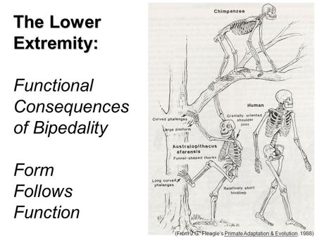 (From J.G. Fleagle’s Primate Adaptation & Evolution, 1988) The Lower Extremity: Functional Consequences of Bipedality Form Follows Function.