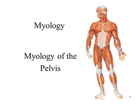 Myology Myology of the Pelvis.