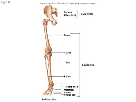 Fig Sacrum Pelvic girdle Coxal bone Femur Patella Tibia