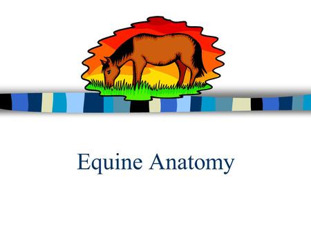 Equine Anatomy.
