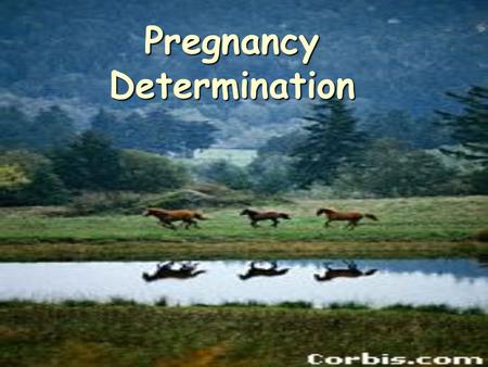 Pregnancy Determination. Advantages Increase herd productivity Increase herd productivity Cull non-pregnant females Cull non-pregnant females Rebreed.
