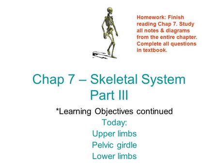 Chap 7 – Skeletal System Part III *Learning Objectives continued Today: Upper limbs Pelvic girdle Lower limbs Homework: Finish reading Chap 7. Study all.