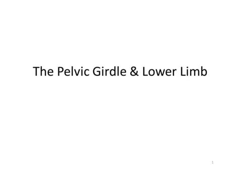 The Pelvic Girdle & Lower Limb