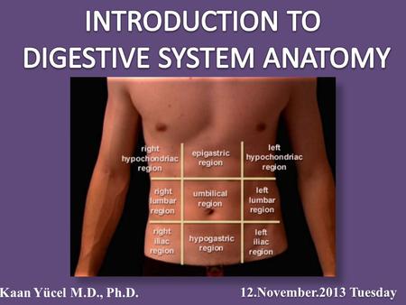12.November.2013 Tuesday Kaan Yücel M.D., Ph.D.. Food passes from the mouth and pharynx esophagus stomach mixes with gastric secretions. Digestion mostly.