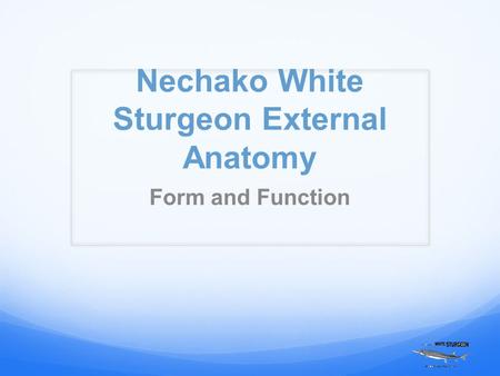 Nechako White Sturgeon External Anatomy Form and Function.