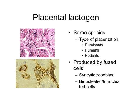 Placental lactogen Some species –Type of placentation Ruminants Humans Rodents Produced by fused cells –Syncytiotropoblast –Binucleated/trinuclea ted cells.