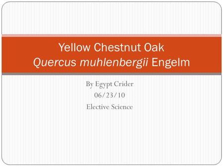By Egypt Crider 06/23/10 Elective Science Yellow Chestnut Oak Quercus muhlenbergii Engelm.