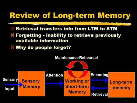 1 Review of Long-term Memory Long-term memory Working or Short-term Memory Sensory Input Sensory Memory Attention Encoding Retrieval Maintenance Rehearsal.