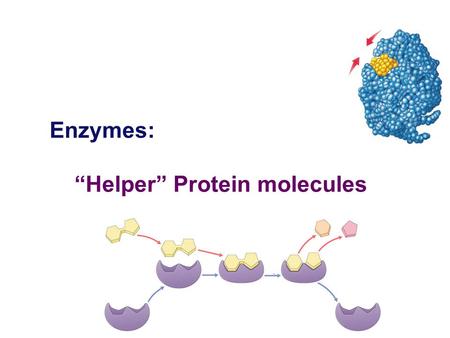 Enzymes: “Helper” Protein molecules Regents Biology Flow of energy through life  Life is built on chemical reactions.