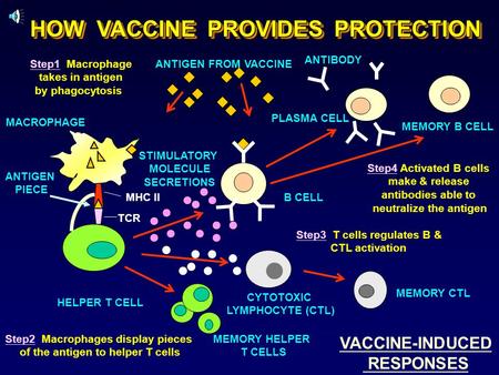 HOW VACCINE PROVIDES PROTECTION STIMULATORY MOLECULE SECRETIONS B CELL MACROPHAGE Step1 Macrophage takes in antigen by phagocytosis Step2 Macrophages display.