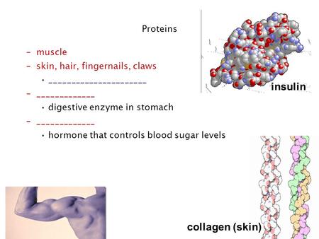 Regents Biology collagen (skin) Proteins insulin –muscle –skin, hair, fingernails, claws ______________________ –_____________ digestive enzyme in stomach.