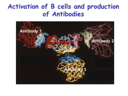 Activation of B cells and production of Antibodies Antigen Antibody 1 Antibody 3 Antibody 2.