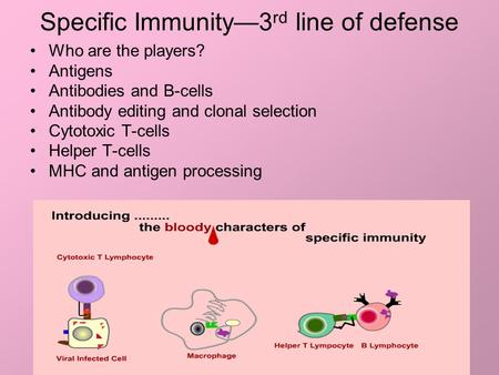 Specific Immunity—3 rd line of defense Who are the players? Antigens Antibodies and B-cells Antibody editing and clonal selection Cytotoxic T-cells Helper.