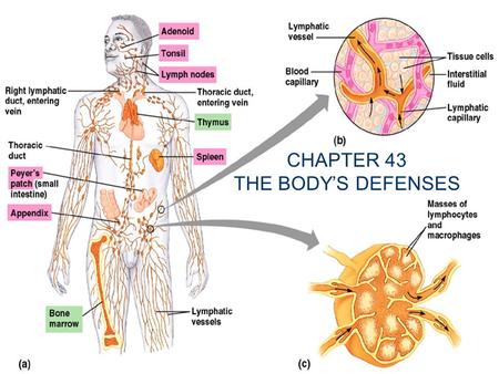 CHAPTER 43 THE BODY’S DEFENSES. Nonspecific mechanisms and general barriers Skin-water proof and impenetrable if unbroken; acidity of sweat and normal.