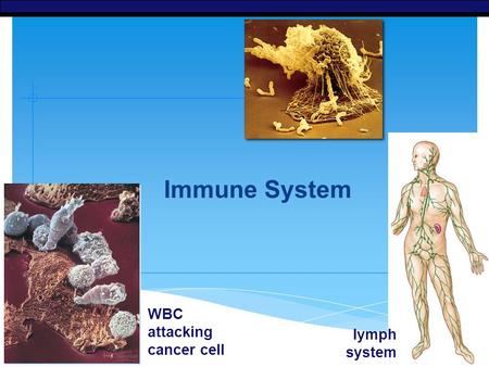 AP Biology 2006-2007 Immune System WBC attacking cancer cell lymph system.