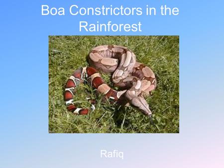Boa Constrictors in the Rainforest Rafiq. Introduction The rainforests of the world are important to us and animals. Rainforest are located in southern.