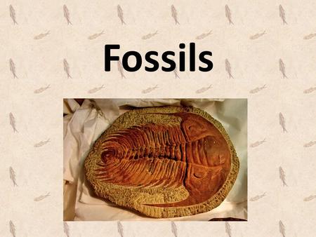 Fossils. What are fossils? Fossils - the preserved remains or traces of animals, plants, and other organisms that lived long ago. When an organism dies,