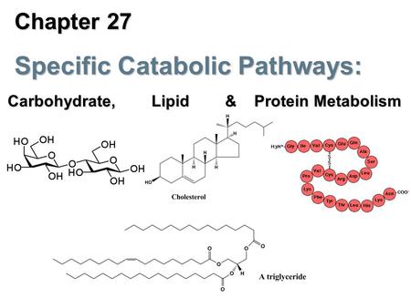 Chapter 27 Specific Catabolic Pathways: Carbohydrate, Lipid & Protein Metabolism.