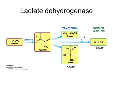 Lactate dehydrogenase + 38 ATP + 2 ATP. How does lactate dehydrogenase perform its catalytic function ?