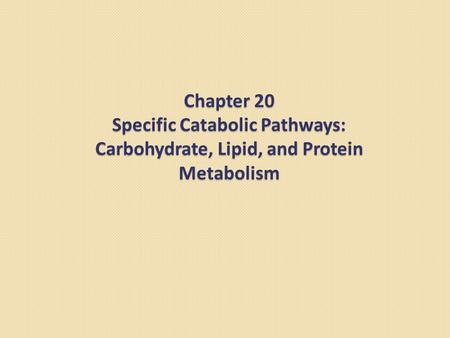 Chapter 20 Specific Catabolic Pathways: Carbohydrate, Lipid, and Protein Metabolism.