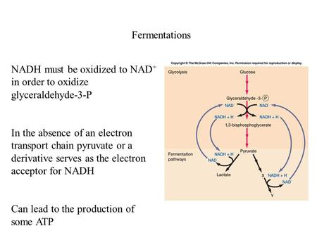 Fermentations NADH must be oxidized to NAD + in order to oxidize glyceraldehyde-3-P In the absence of an electron transport chain pyruvate or a derivative.