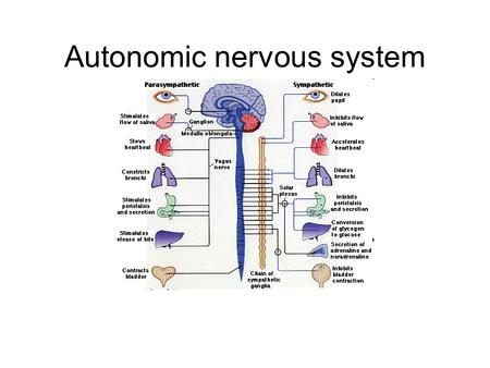 Autonomic nervous system. Intro Autonomic nervous system (ANS) –Sympathetic nervous system (SNS) Fight or flight –Major nerve: Sympathetic chain »Major.