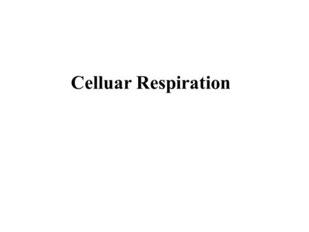 Celluar Respiration. Celluar respiration is the process by which cells acquire energy by breaking down nutrient molecules produced by photosynthesizers.