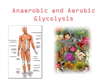 Anaerobic and Aerobic Glycolysis. Topics that will be covered… ~Overview of Glycolysis and description of the pathway ~Divergence to anaerobic metabolism.