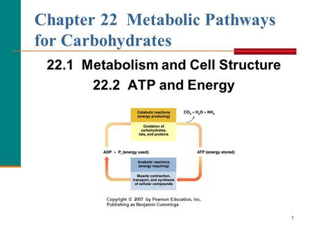 Chapter 22 Metabolic Pathways for Carbohydrates