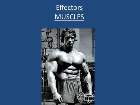Effectors MUSCLES. 3 Types of Muscles Smooth Muscle- Contracts without conscious control. Its found in walls of internal organs (apart from the heart)