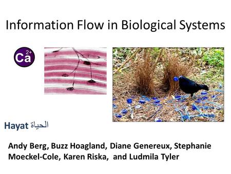Information Flow in Biological Systems Hayat الحياة ‎ Andy Berg, Buzz Hoagland, Diane Genereux, Stephanie Moeckel-Cole, Karen Riska, and Ludmila Tyler.
