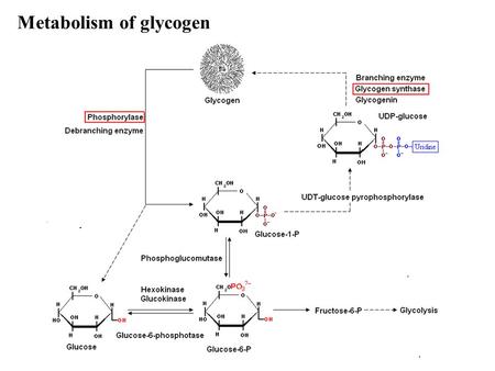 Metabolism of glycogen. Regulation of glycogen metabolism Regulating site for glycogen synthesis Glycogen synthase Regulating site for glycogen catabolism.
